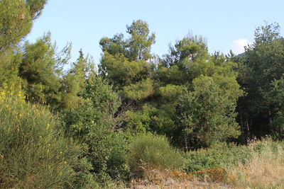 Trees growing in park