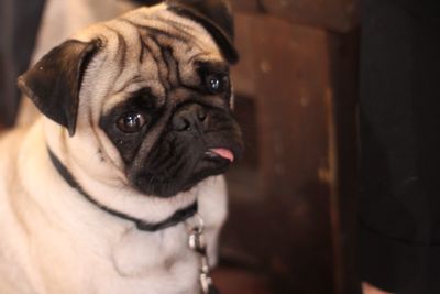 Close-up portrait of pug