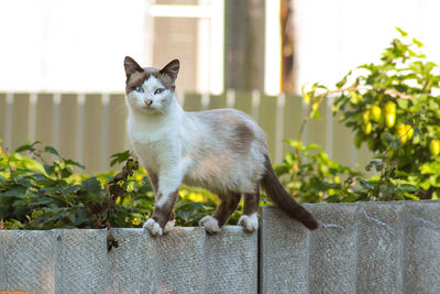 Portrait of cat sitting outdoors