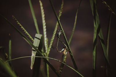 Close-up of insect on grass