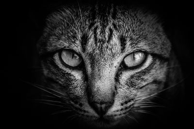 Close-up portrait of a cat