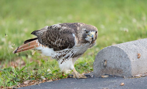 Close-up of bird perching on a field