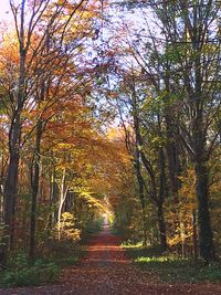 Road passing through forest