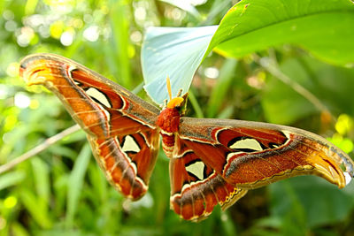 Close-up of insect on plant