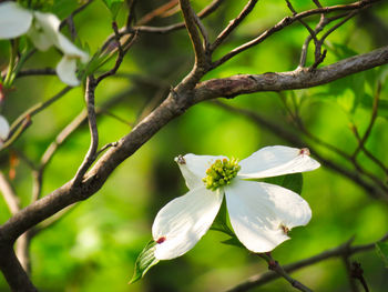 Close-up of white flowering plant