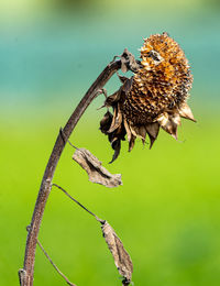 Close-up of butterfly on a plant