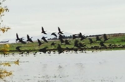 View of birds in water