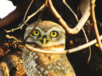 Close-up portrait of owl