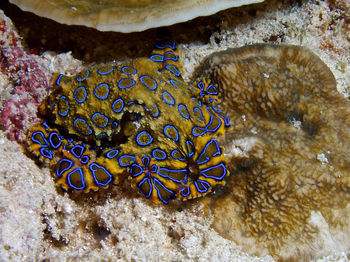 Close-up of coral in sea