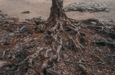 High angle view of tree roots on field