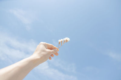 Low angle view of hand holding white flower against sky
