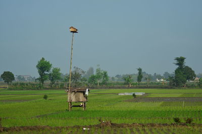 House of owl in the rice field