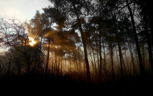 Trees in forest against sky
