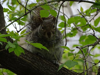 Portrait of a squirrel