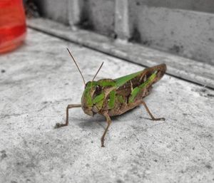 Close-up of grasshopper