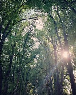 Low angle view of sunlight streaming through trees in forest