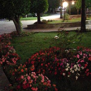 Flowers growing in park