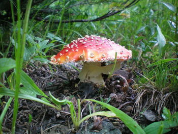 Close-up of fly agaric mushroom