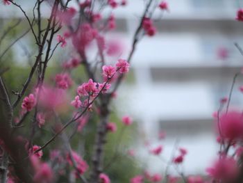 Close-up of pink cherry blossoms