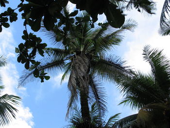 Low angle view of palm trees