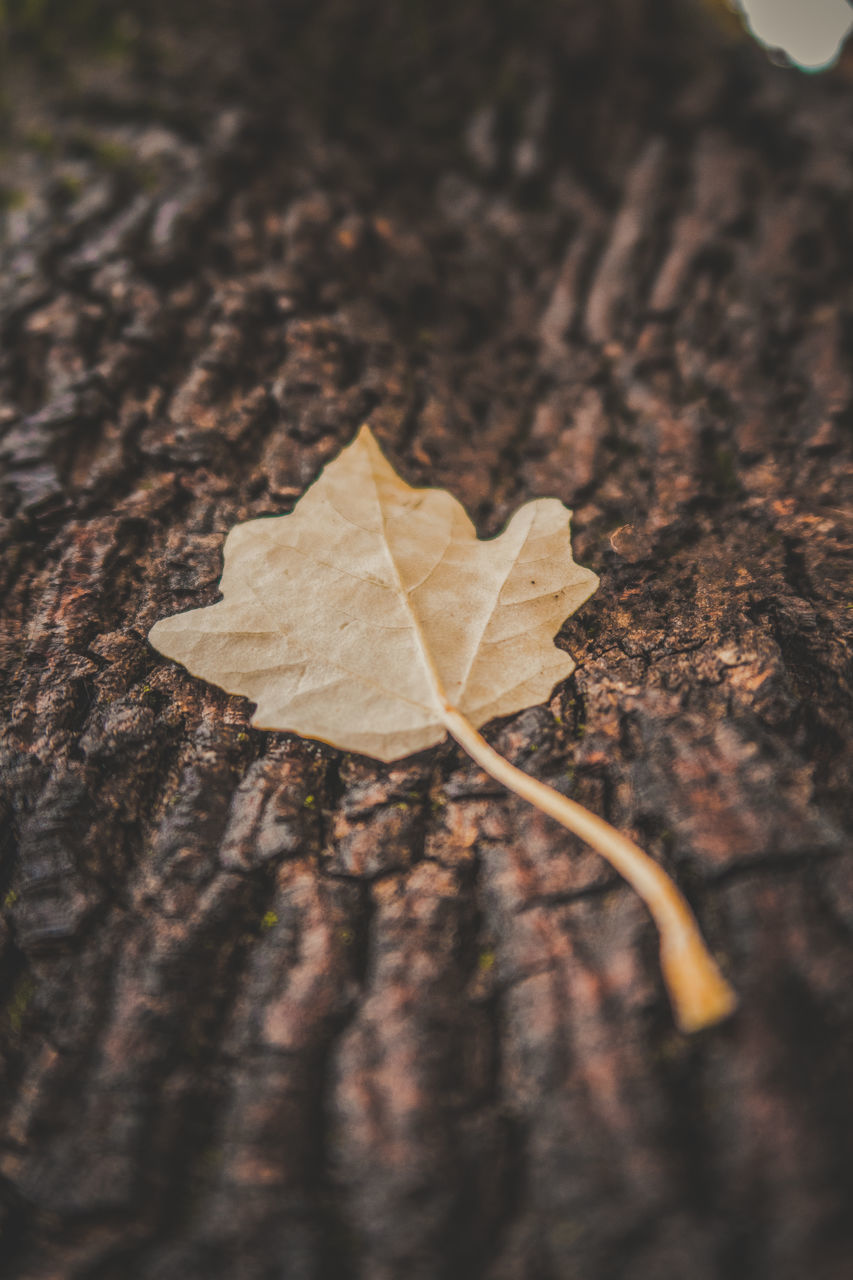 HIGH ANGLE VIEW OF MAPLE LEAF ON TREE