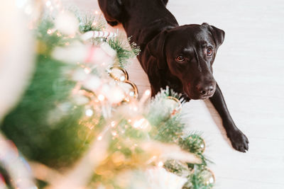 Beautiful black labrador at home by the christmas tree