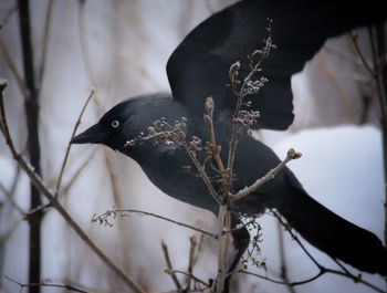 Close-up of bird perching on branch