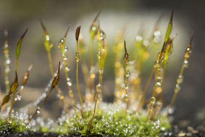 Close-up of wet grass