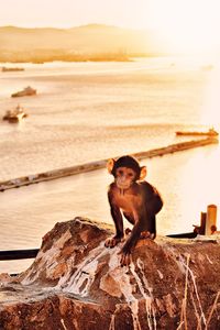 Portrait of monkey sitting on rock