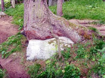 Trees growing in forest