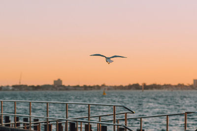 Bird flying over sea against clear sky