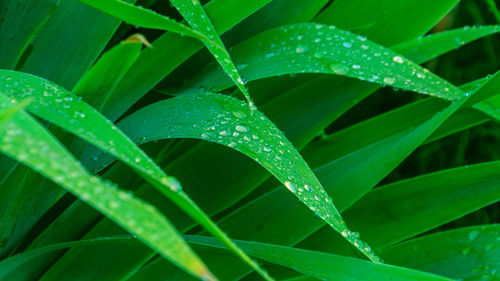 Close-up of raindrops on leaves