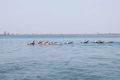 Seagulls swimming in sea against clear sky