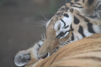 Close-up of a tiger