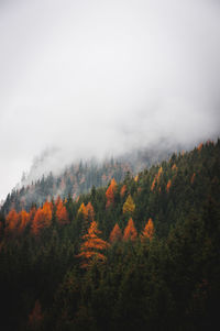 Scenic view of autumn trees against sky