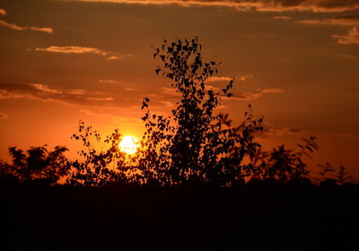 Silhouette of trees at sunset