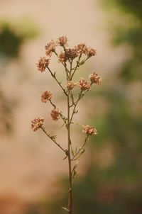 Close-up of flowering plant on field