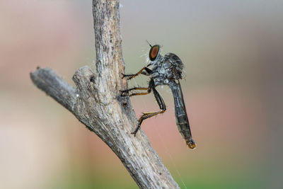 Close-up of insect on wood