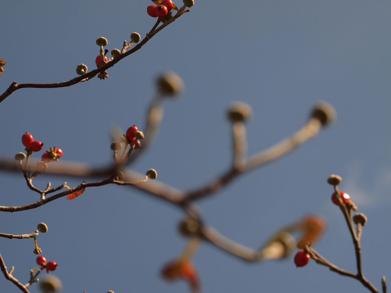 branch, flower, low angle view, growth, freshness, clear sky, twig, nature, tree, beauty in nature, fragility, focus on foreground, close-up, bud, outdoors, plant, cherry tree, blossom, day, sky