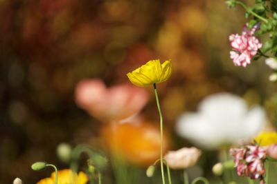 Close-up of yellow flowering plant