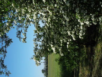 Low angle view of trees