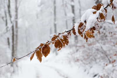 Close-up of snow covered plant during winter