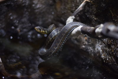 Close-up of turtle in water