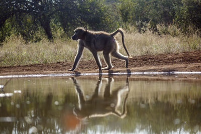 Monkeys in lake