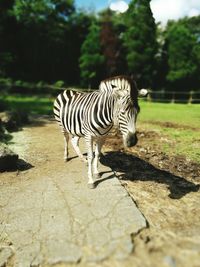 Close-up of zebra