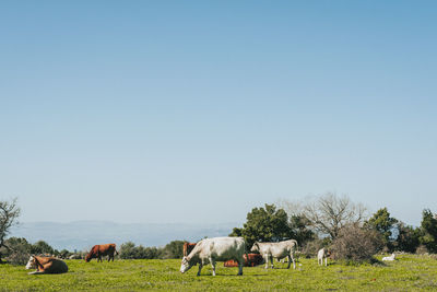 Horses grazing in the field
