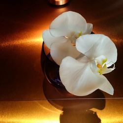 Close-up of white flowers