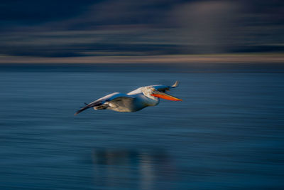 Bird flying over sea