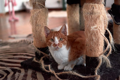 Portrait of cat with kitten