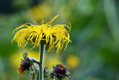 Close-up of wilted plant